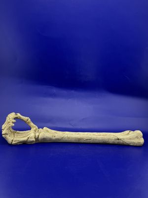 Skeleton Arm- 10” Incense Burner