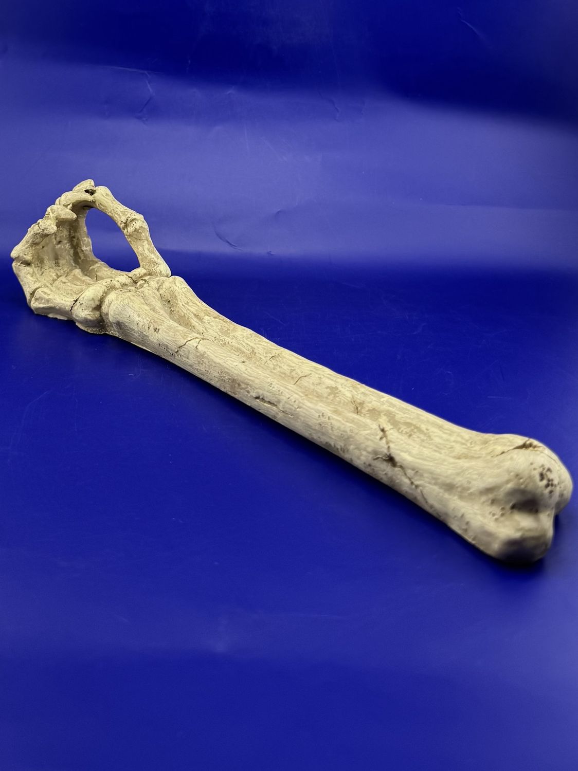 Skeleton Arm- 10” Incense Burner