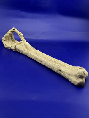 Skeleton Arm- 10” Incense Burner