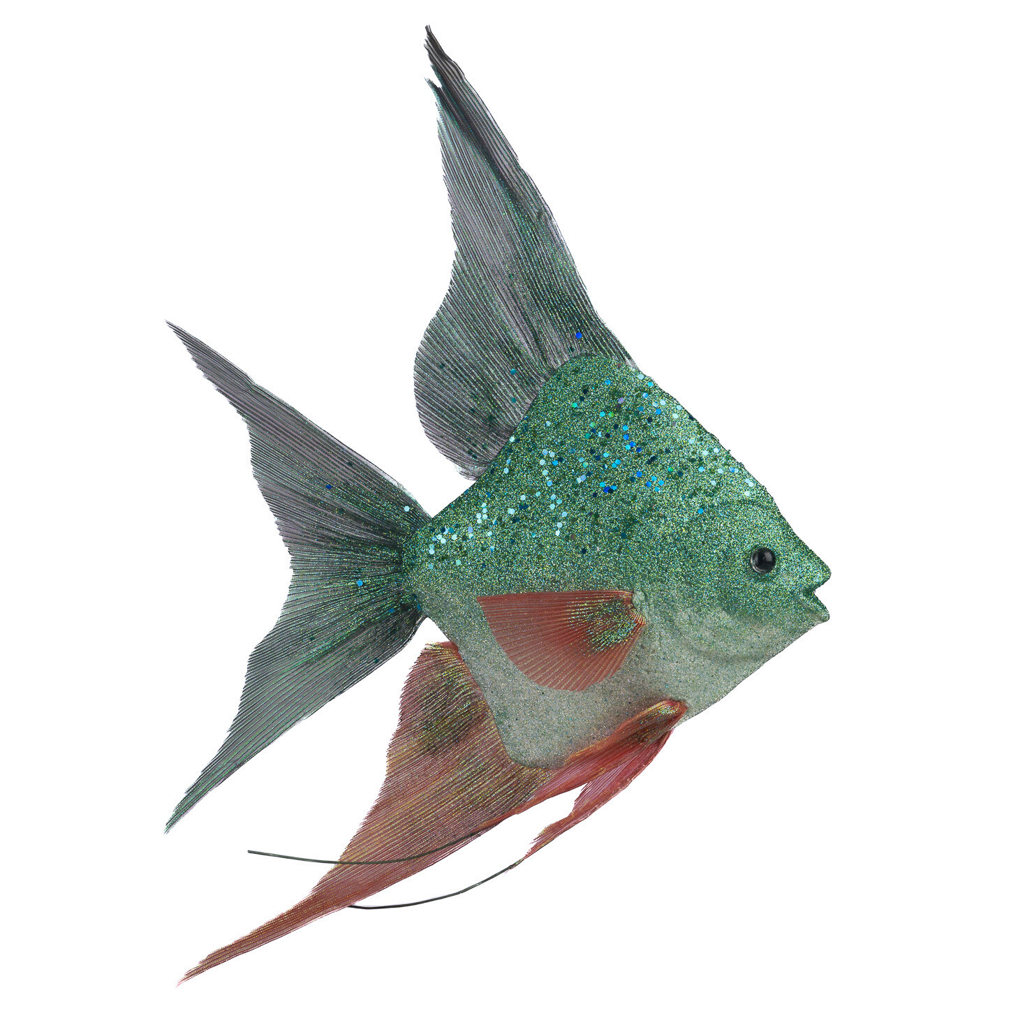 Angel fisch / 64cm