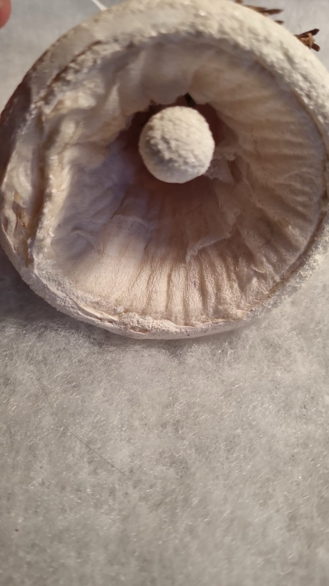 Kerstklok watten / Jr 20 / 8cm