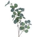Eucalyptus