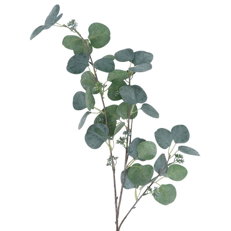 Eucalyptus
