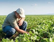 Servizio base di scouting crop annuale