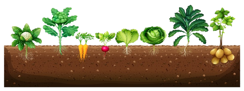 Corso E-Learning - livello BASE - Produzioni Agroalimentari Sostenibili