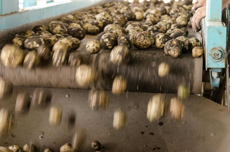Industria Agroalimentare - Ortofrutta