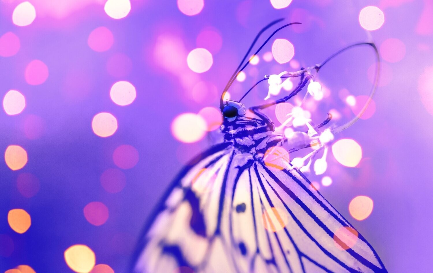 Butterfly featuring Harmony