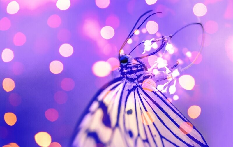 Butterfly featuring Harmony