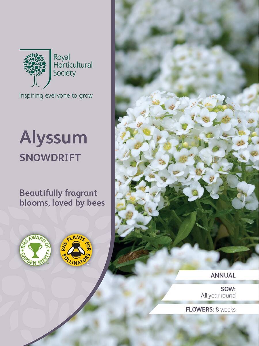Alyssum Snowdrift