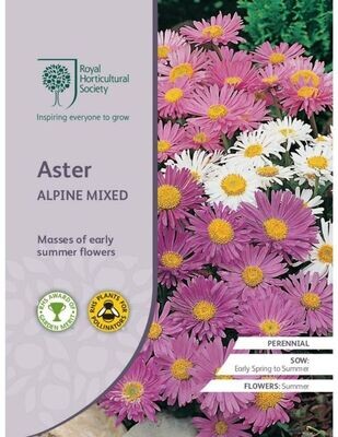Aster Alpine Mixed