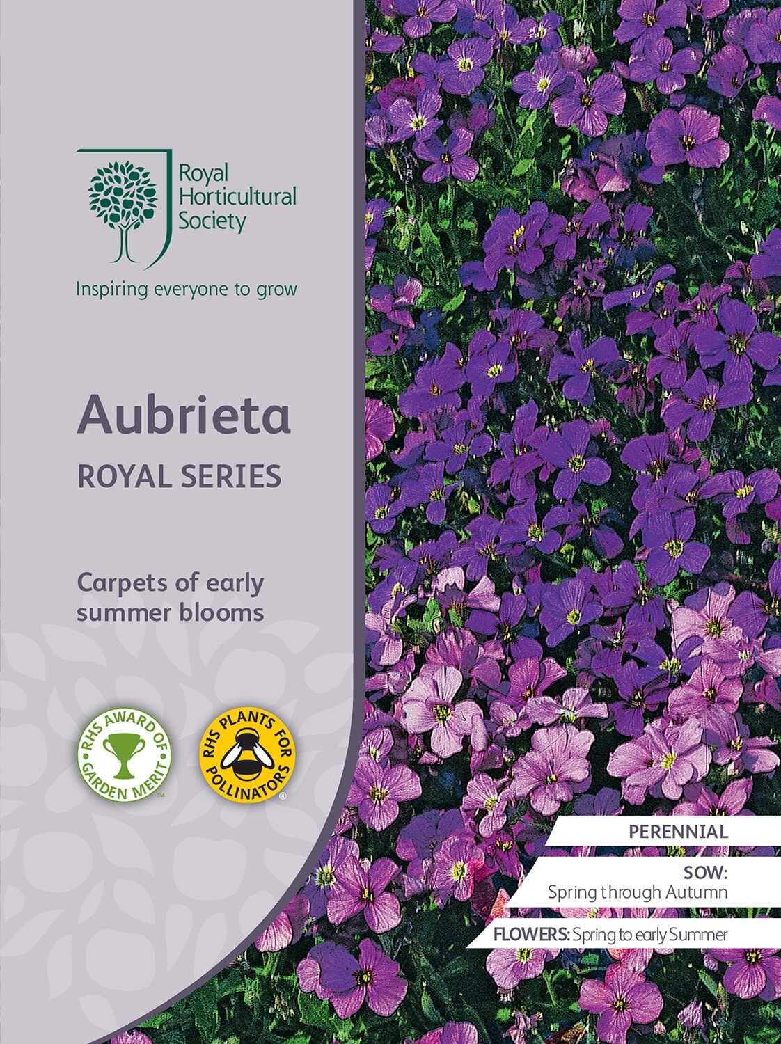 Aubrieta Royal Series