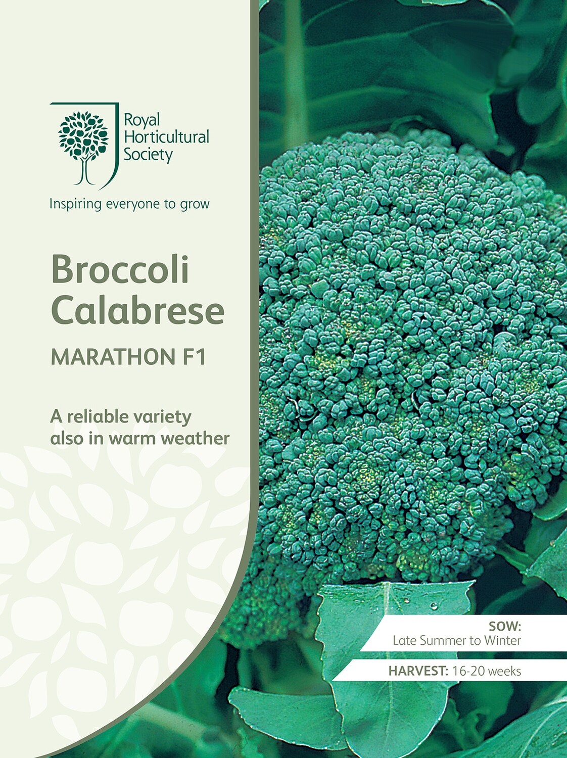 Broccoli Calabrese Marathon F1