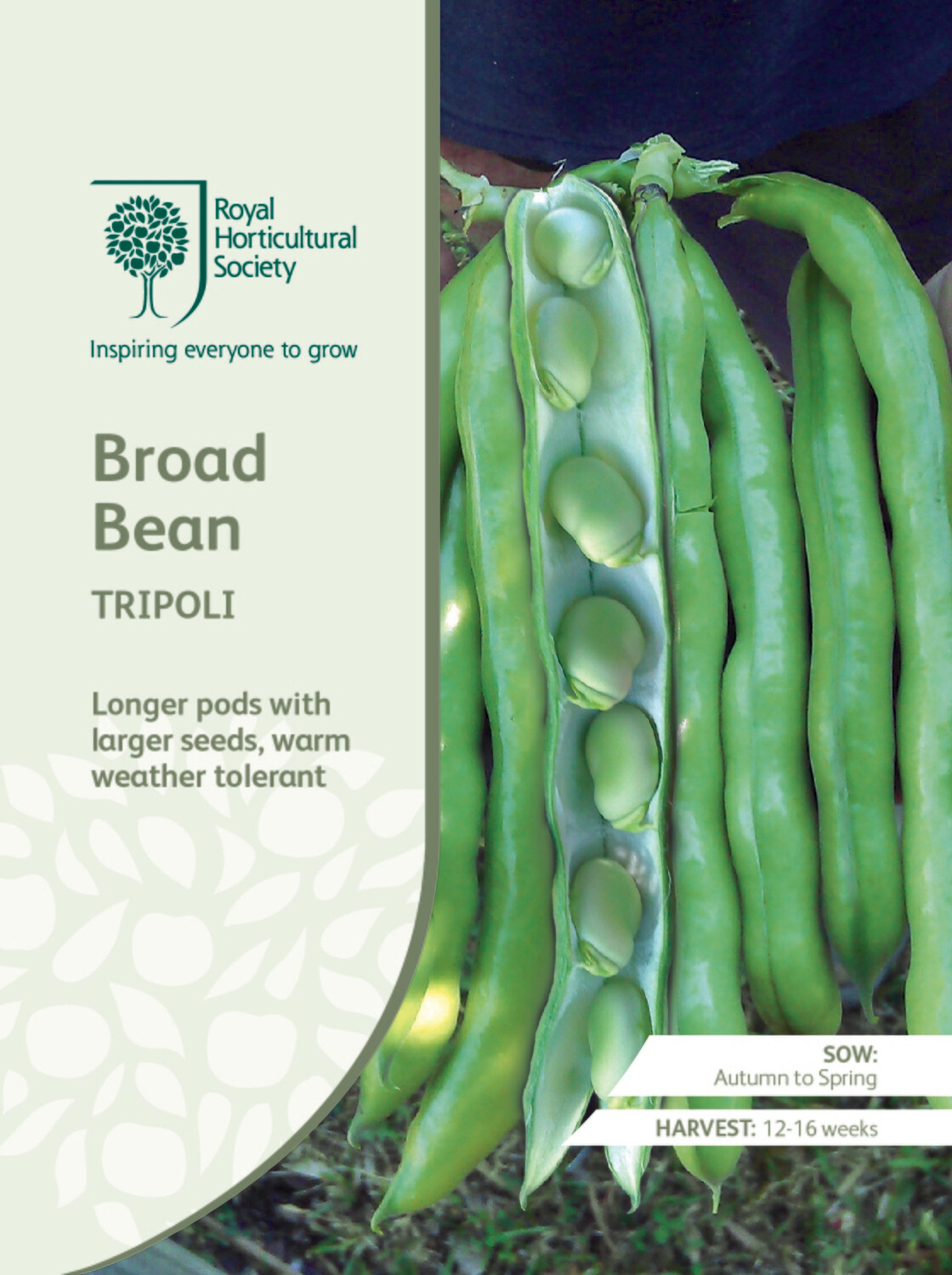 Broad Bean Tripoli