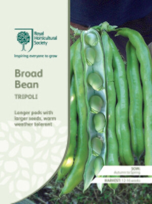 Broad Bean Tripoli