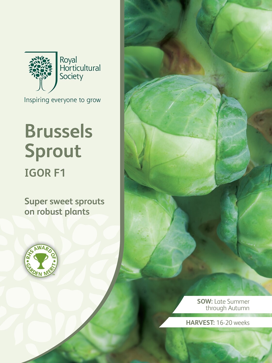 Brussels Sprout Igor F1