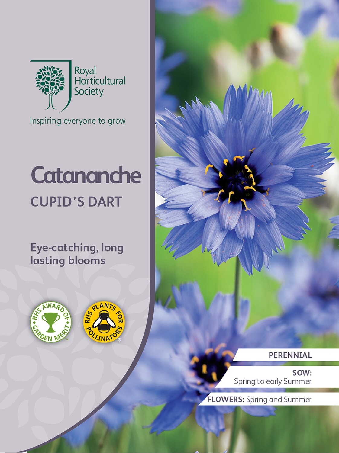 Catananche Cupid&#39;s Dart