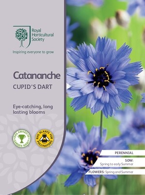 Catananche Cupid&#39;s Dart