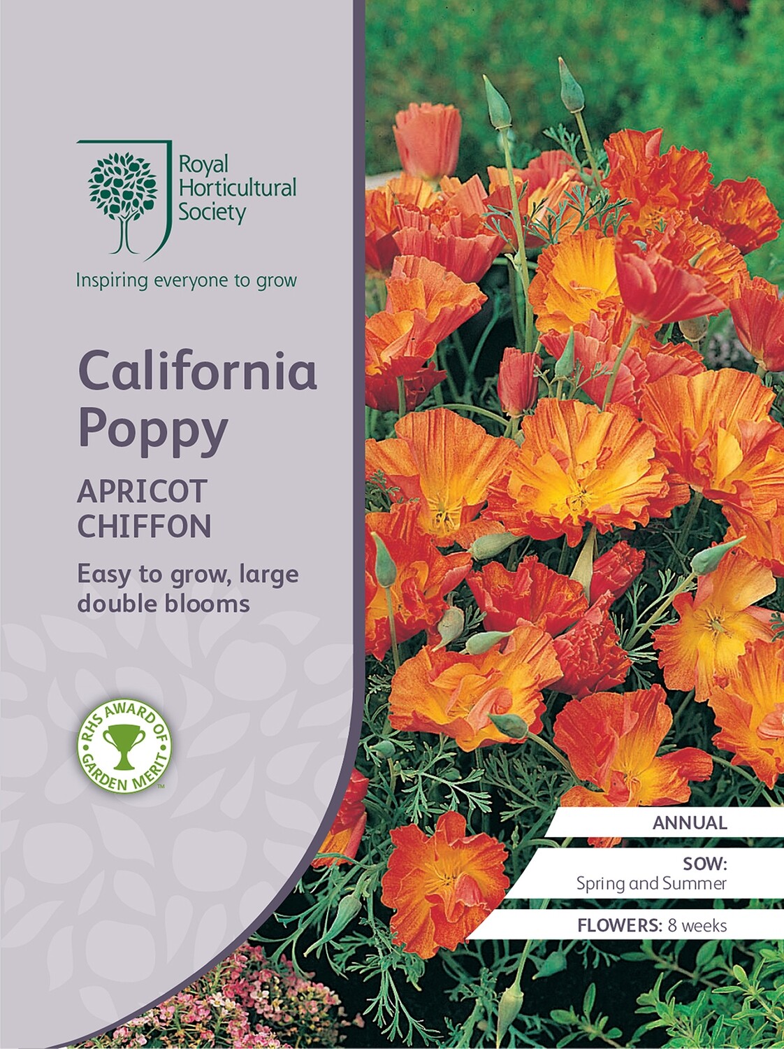 California Poppy Apricot Chiffon