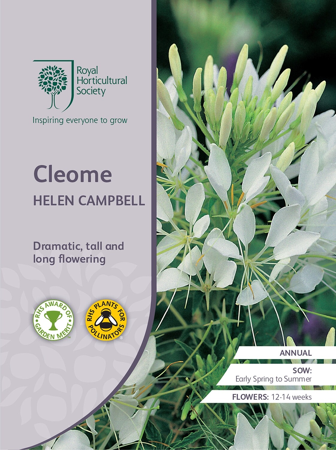 Cleome Helen Campbell