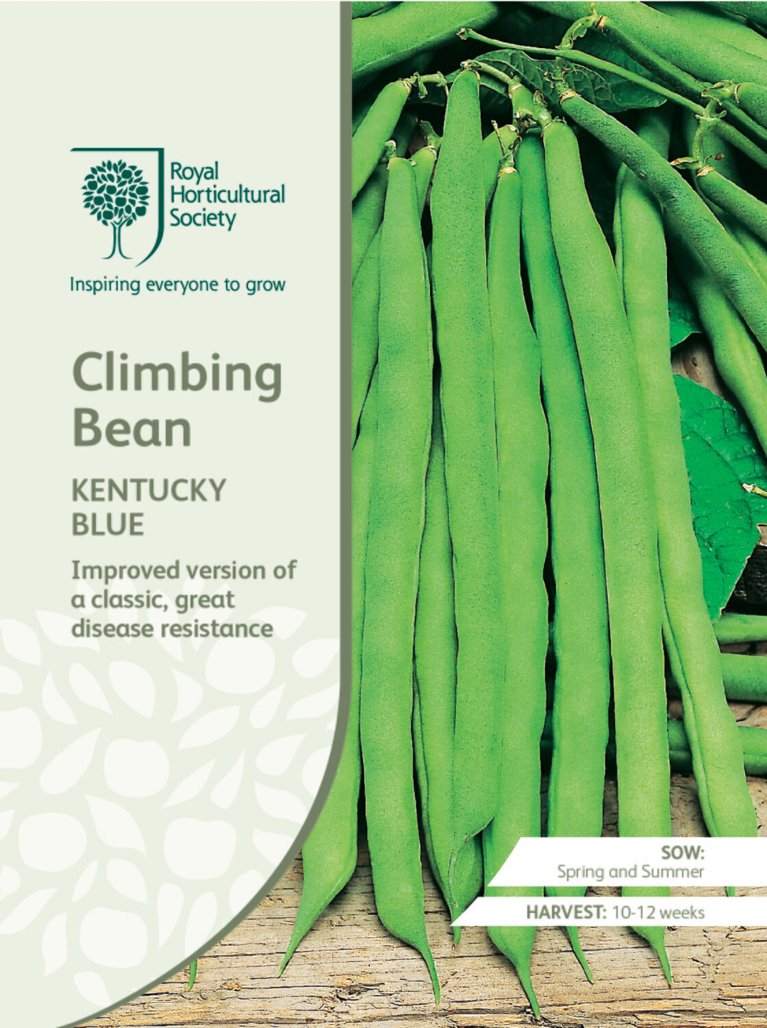 Climbing Bean Kentucky Blue