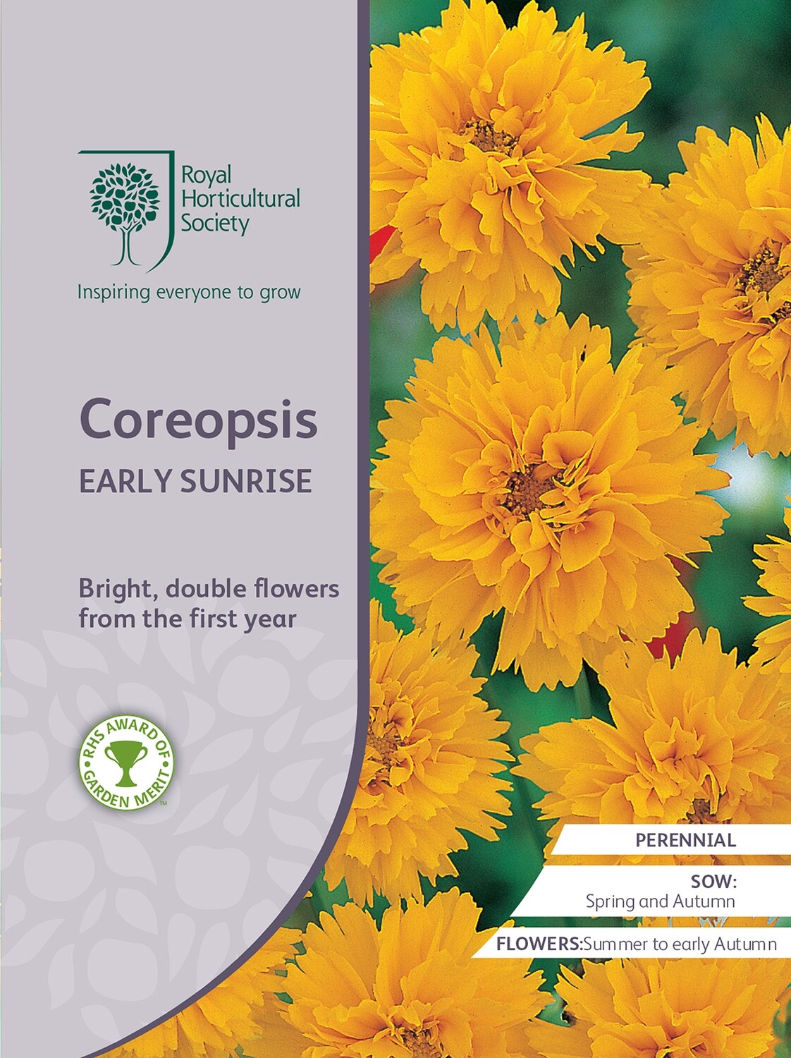 Coreopsis Early Sunrise