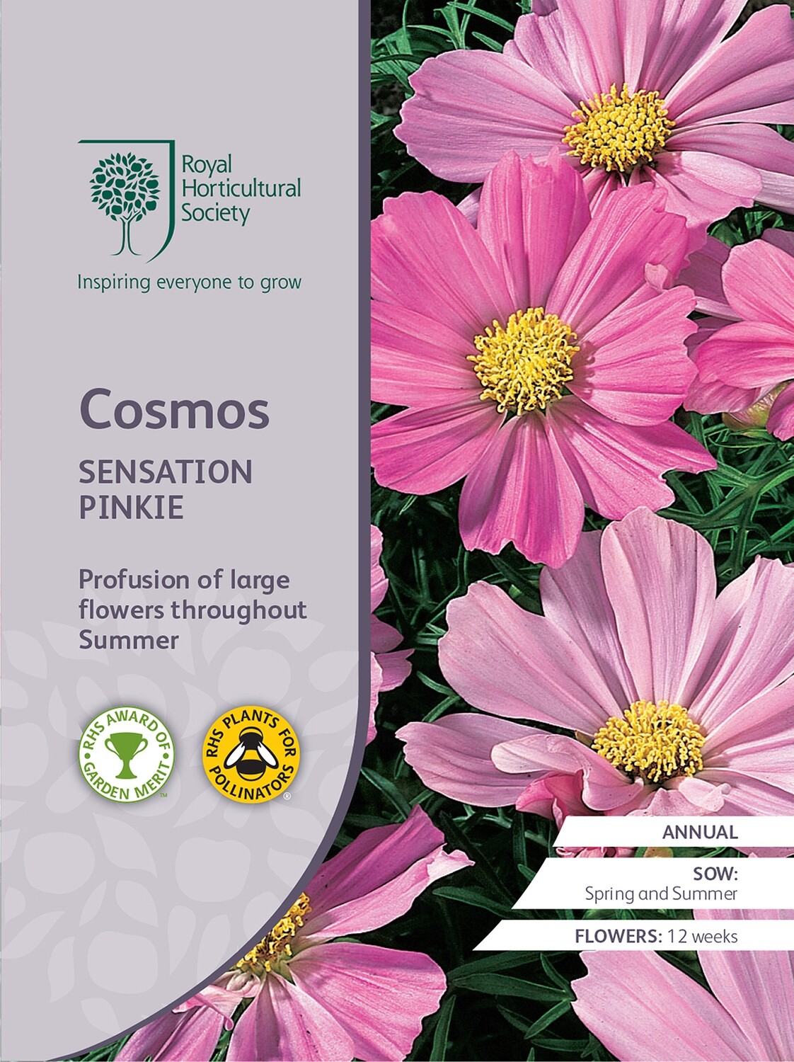 Cosmos Sensation Pinkie