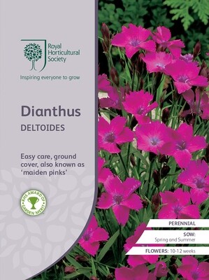 Dianthus Deltoides