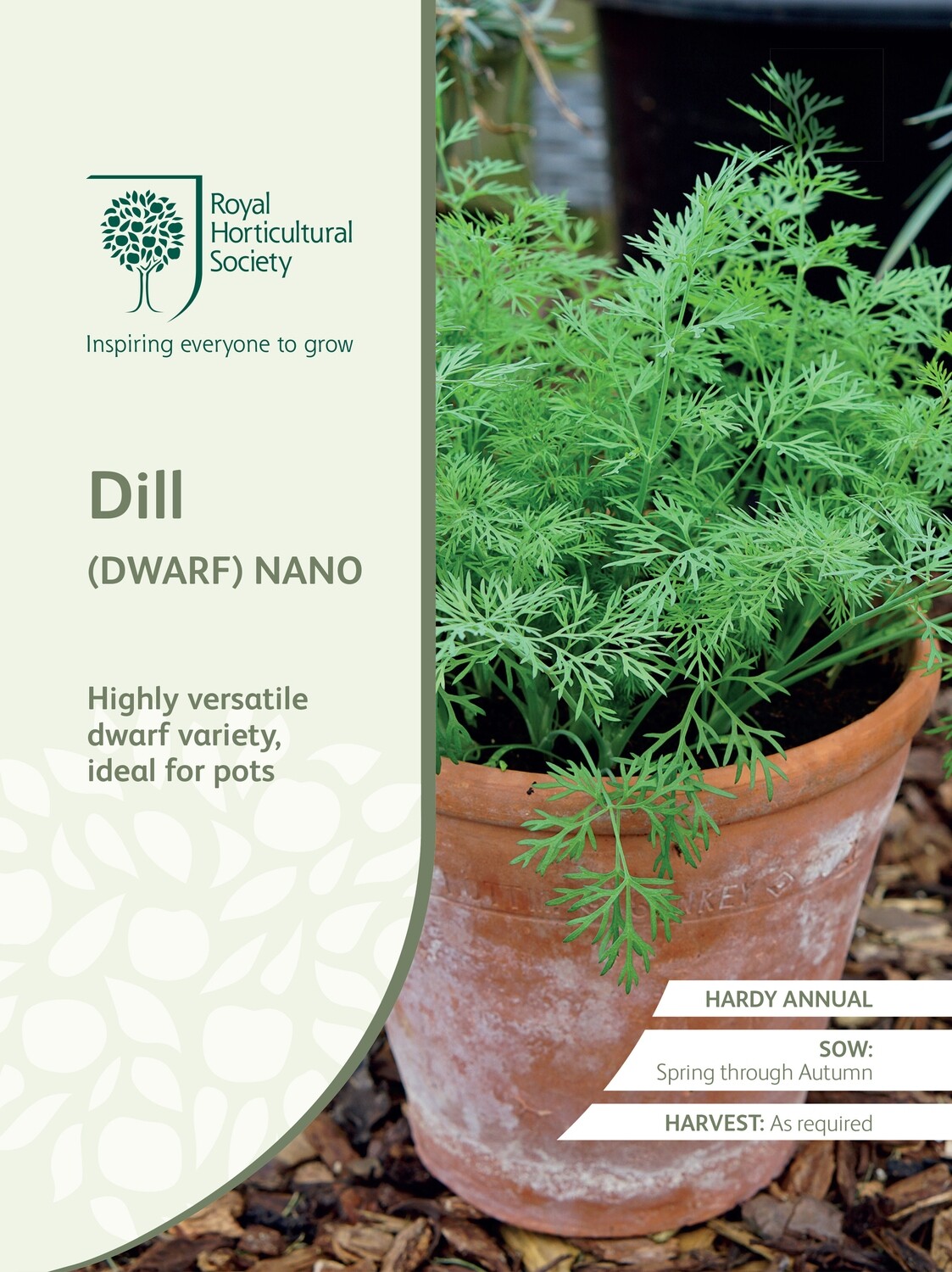 Dill Nano (Dwarf)