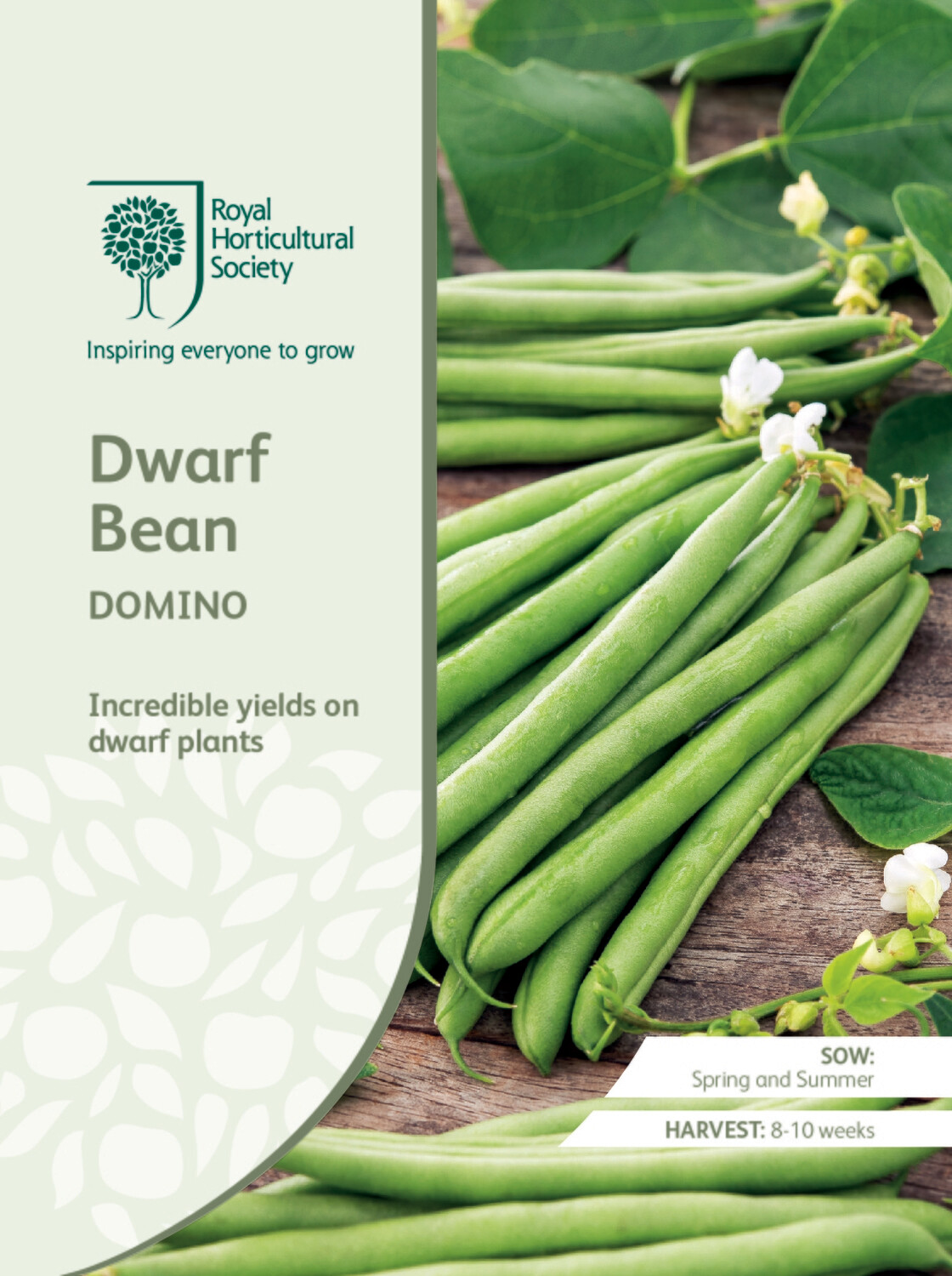 Dwarf Bean Domino