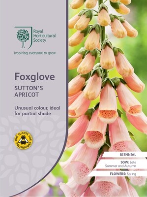 Foxglove Sutton&#39;s Apricot
