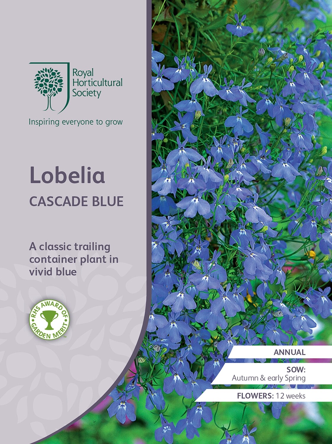 Lobelia Cascade Blue