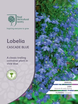 Lobelia Cascade Blue