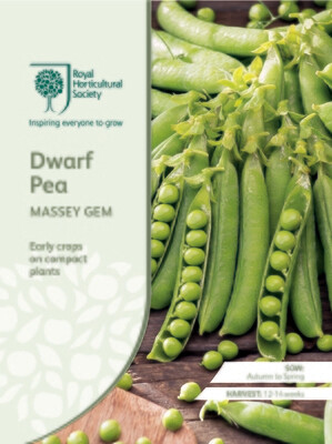 Dwarf Pea Massey Gem