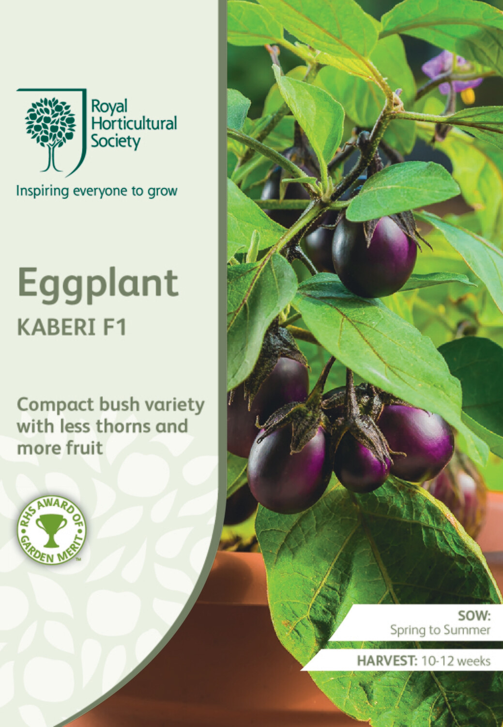 Eggplant Kaberi F1