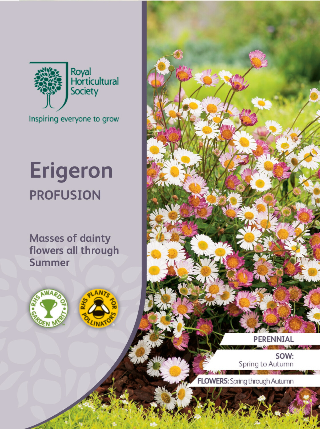Erigeron Profusion