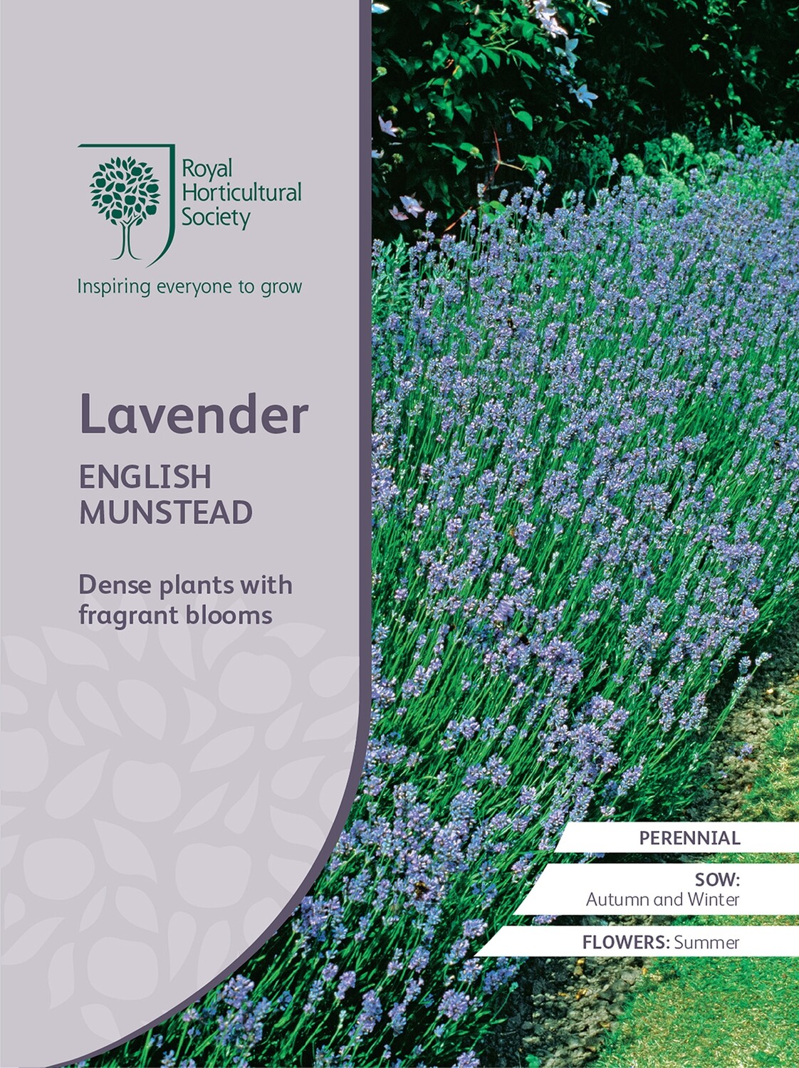 Lavender English Munstead