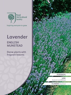 Lavender English Munstead