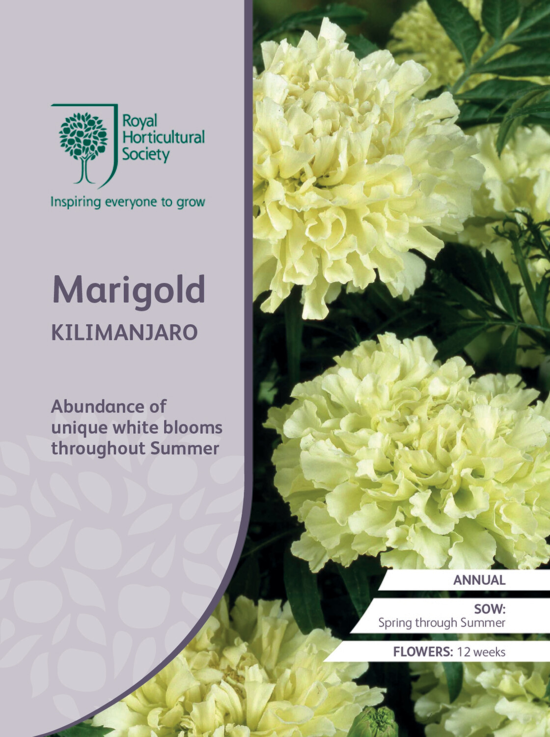 Marigold Kilimanjaro
