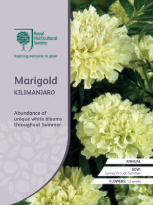 Marigold Kilimanjaro