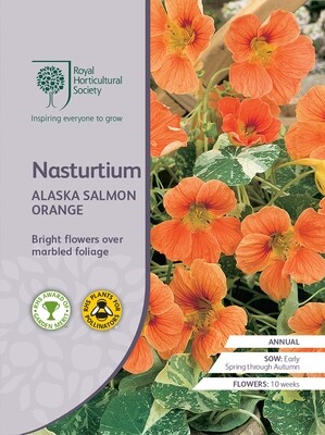Nasturtium Alaska Salmon Orange