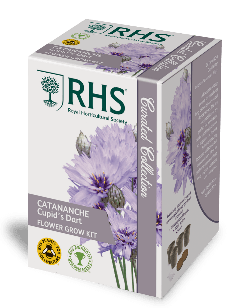 RHS Catananche Cupid’s Dart Flower Grow Kit