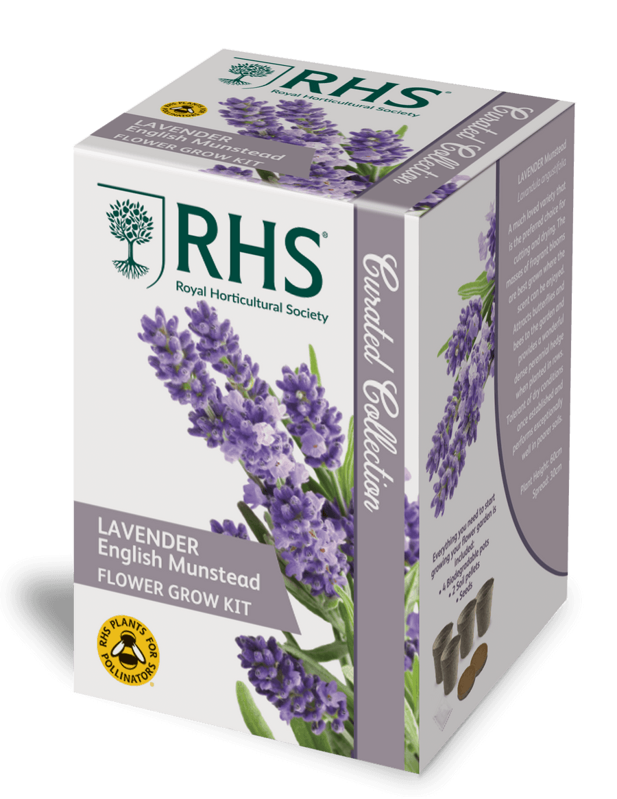 RHS Lavender English Munstead Flower Grow Kit