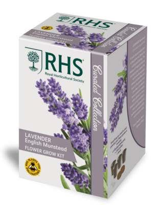 RHS Lavender English Munstead Flower Grow Kit