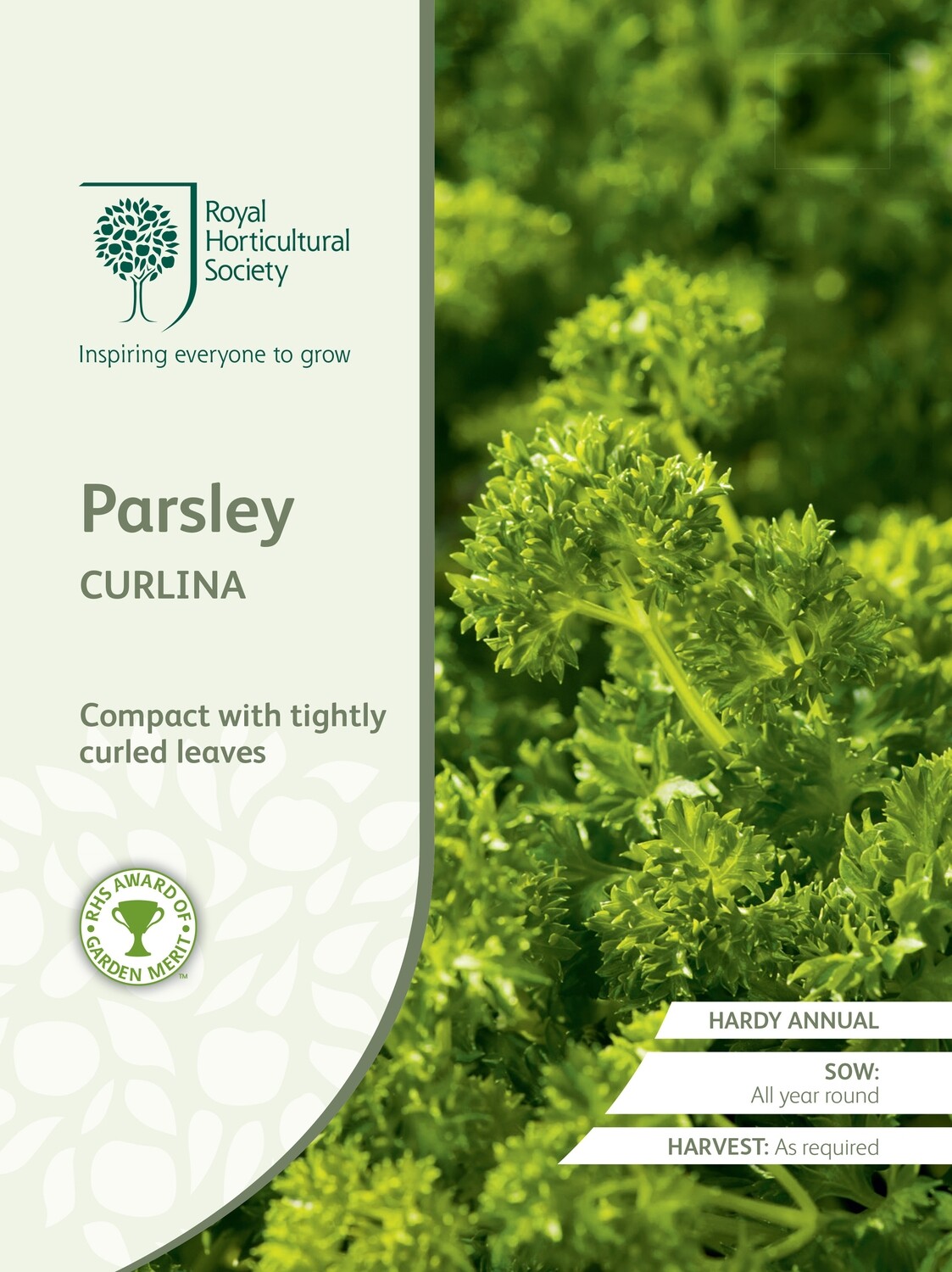 Parsley Curlina
