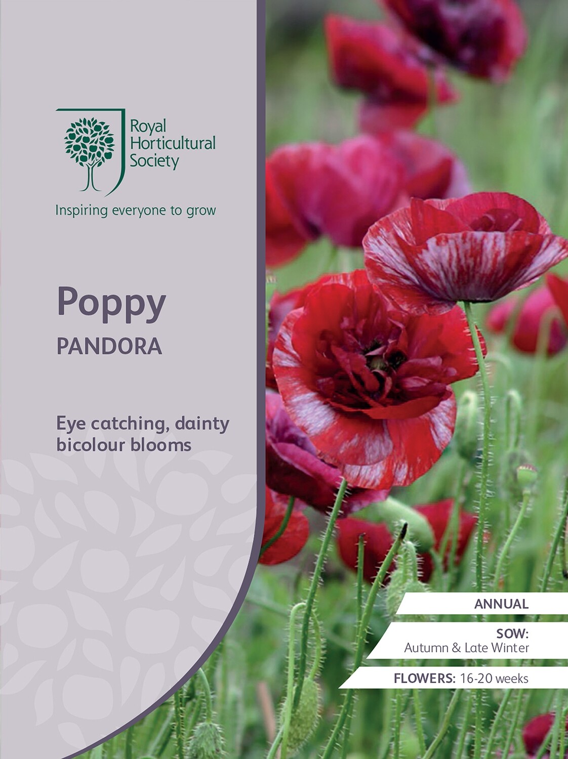 Poppy Pandora