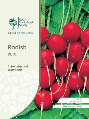 Radish Rudi