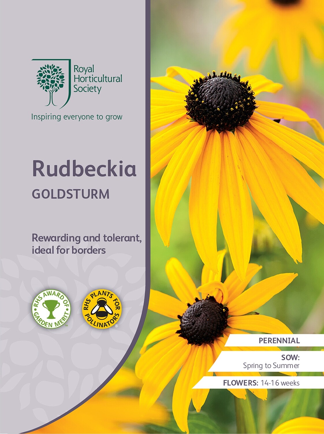 Rudbeckia Goldsturm