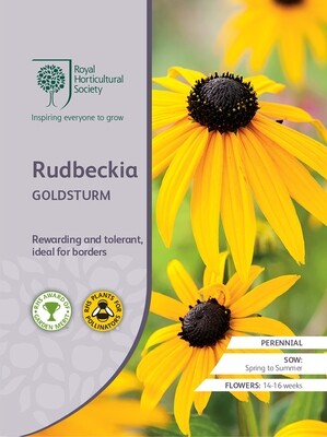 Rudbeckia Goldsturm