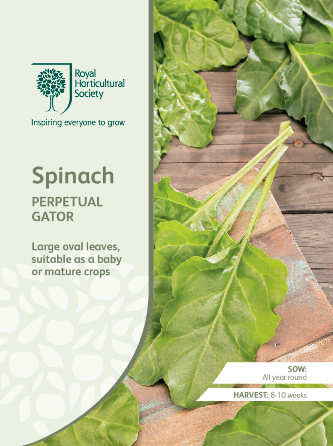 Spinach Perpetual Gator