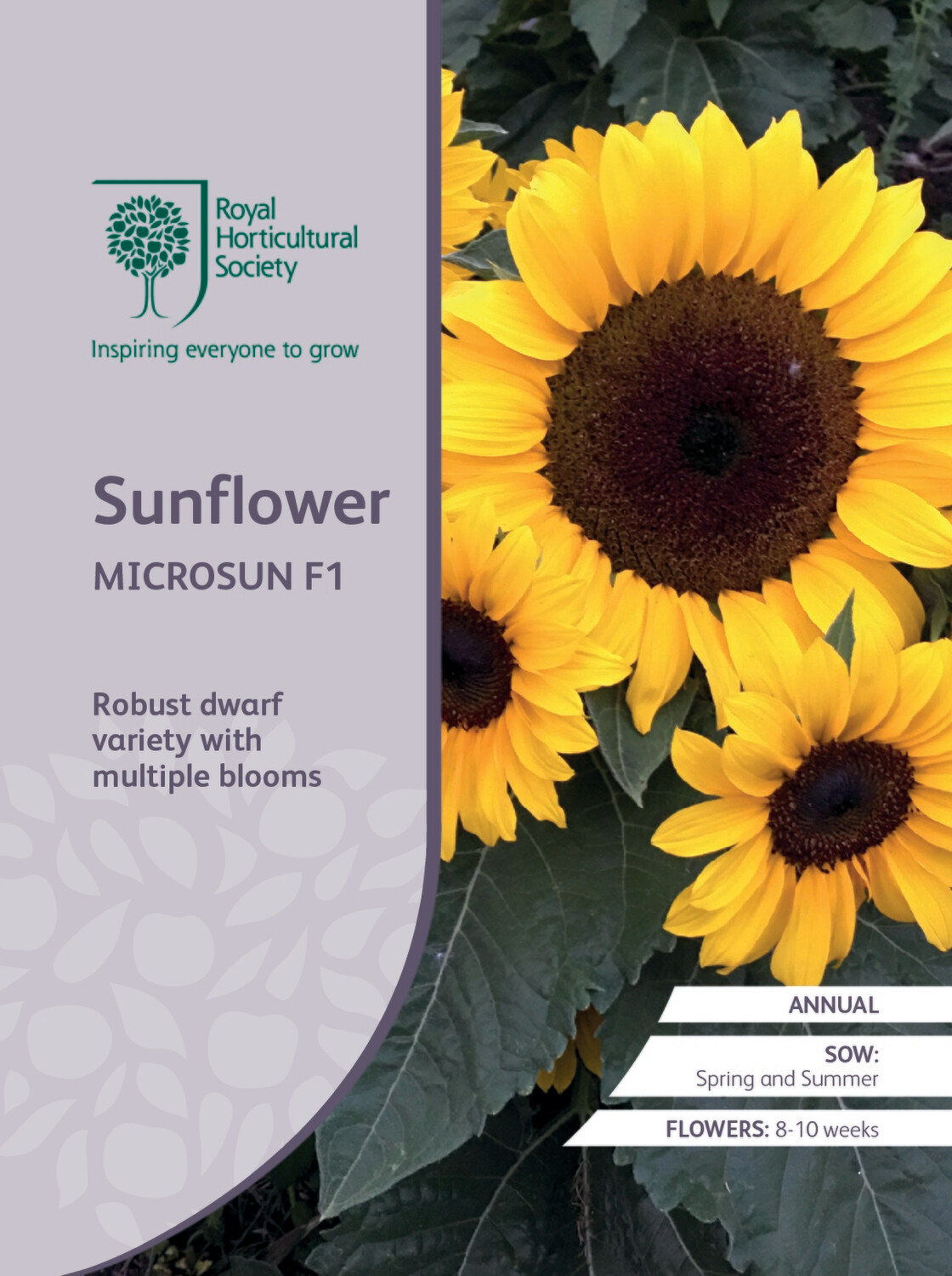Sunflower Microsun F1